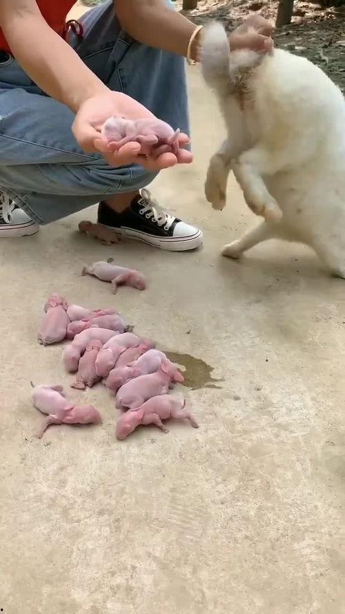 兔子生孩子全过程视频,从孕育到育儿全过程揭秘