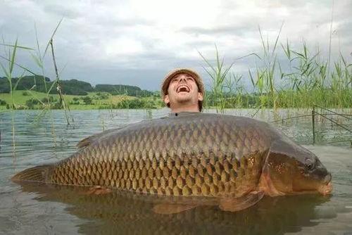 鲤鱼吃铒漂的动作视频,揭秘铒漂诱饵的神奇魅力