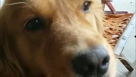 撸狗视频,萌宠瞬间，治愈心灵