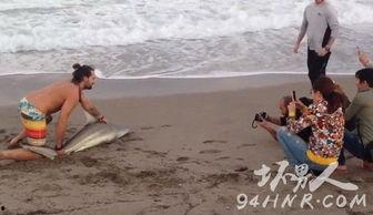 抓鲨鱼视频,揭秘鲨鱼捕食全过程