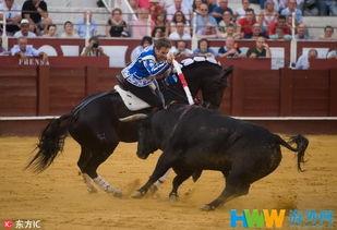 斗牛挑破马肚子视频,马匹惨遭挑破肚子的惊悚瞬间