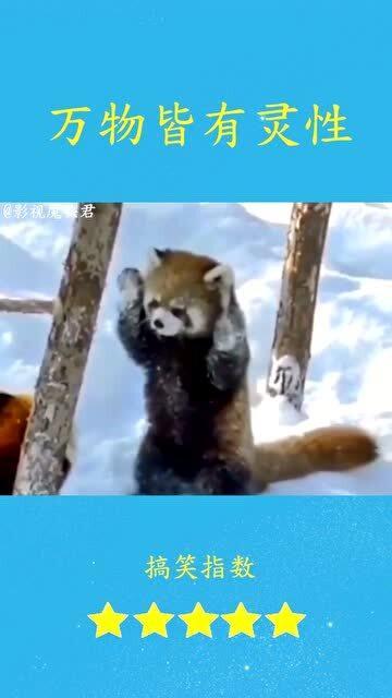 动物的搞笑视频,动物界的欢乐喜剧盛典