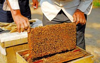 土蜜蜂养殖视频,视频教程带你轻松入门