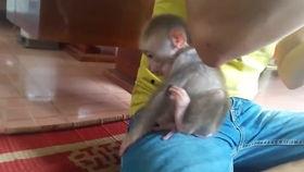 小猴子吃大猴子奶视频,小猴子与大猴子奶的温馨互动瞬间