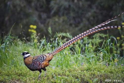 弹弓下野鸡视频,惊险刺激的野外狩猎体验