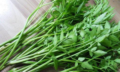 露地芹菜种植技术视频,视频教程深度解读