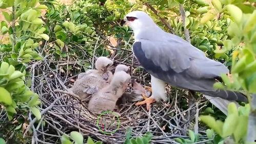 喂小鸟视频,温馨互动,共度美好时光
